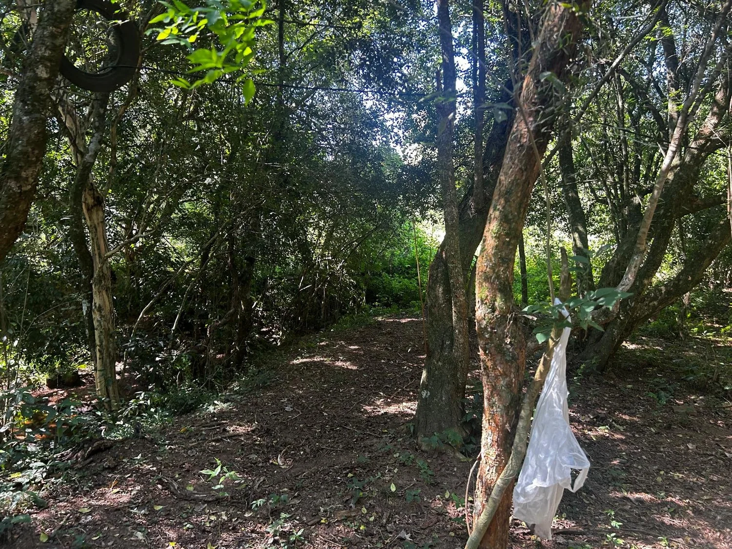 Trinidad: 1,5 ha – terreno idílico - imagen 7