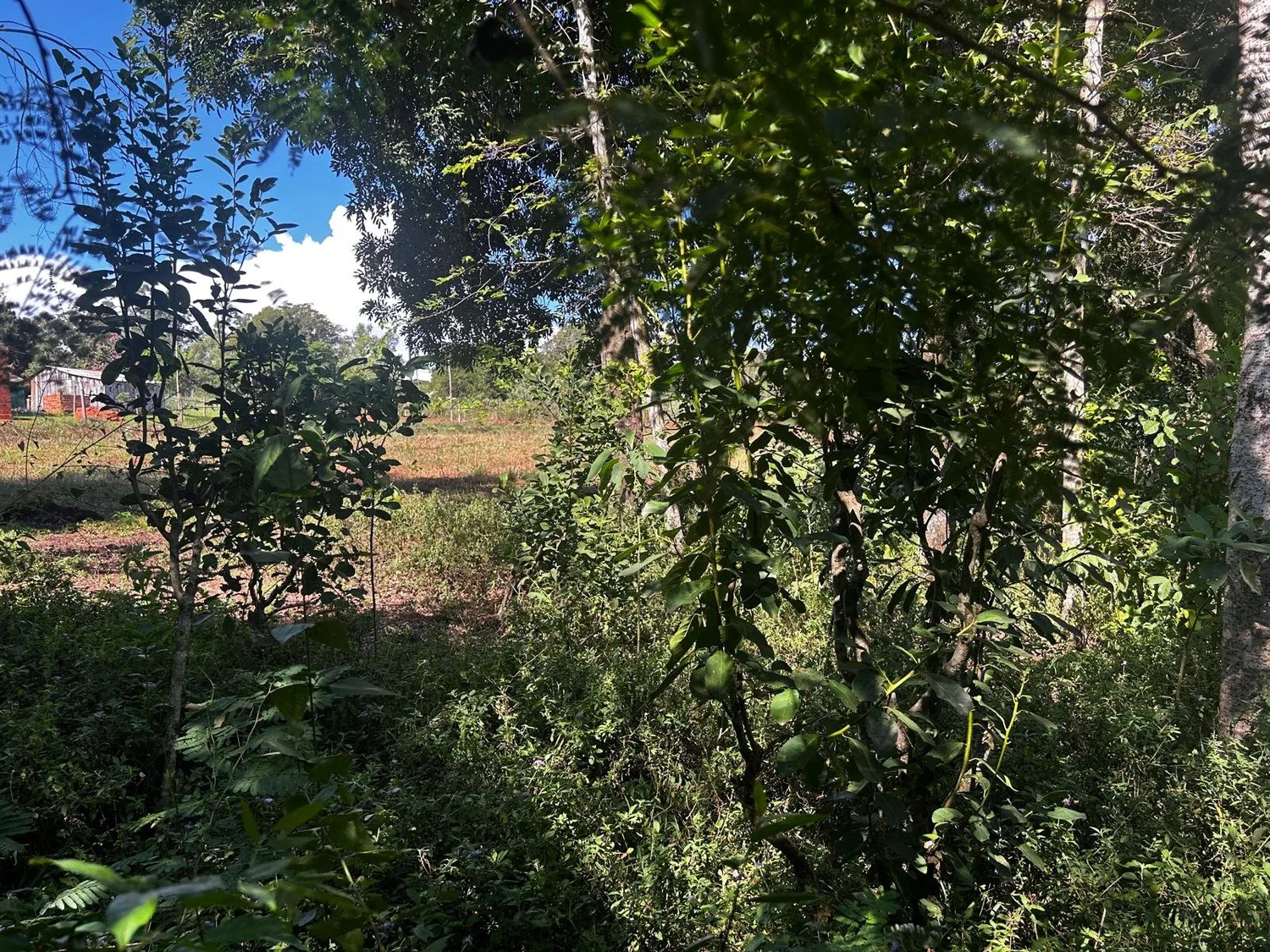 Trinidad: 1,5 ha – terreno idílico - imagen 9