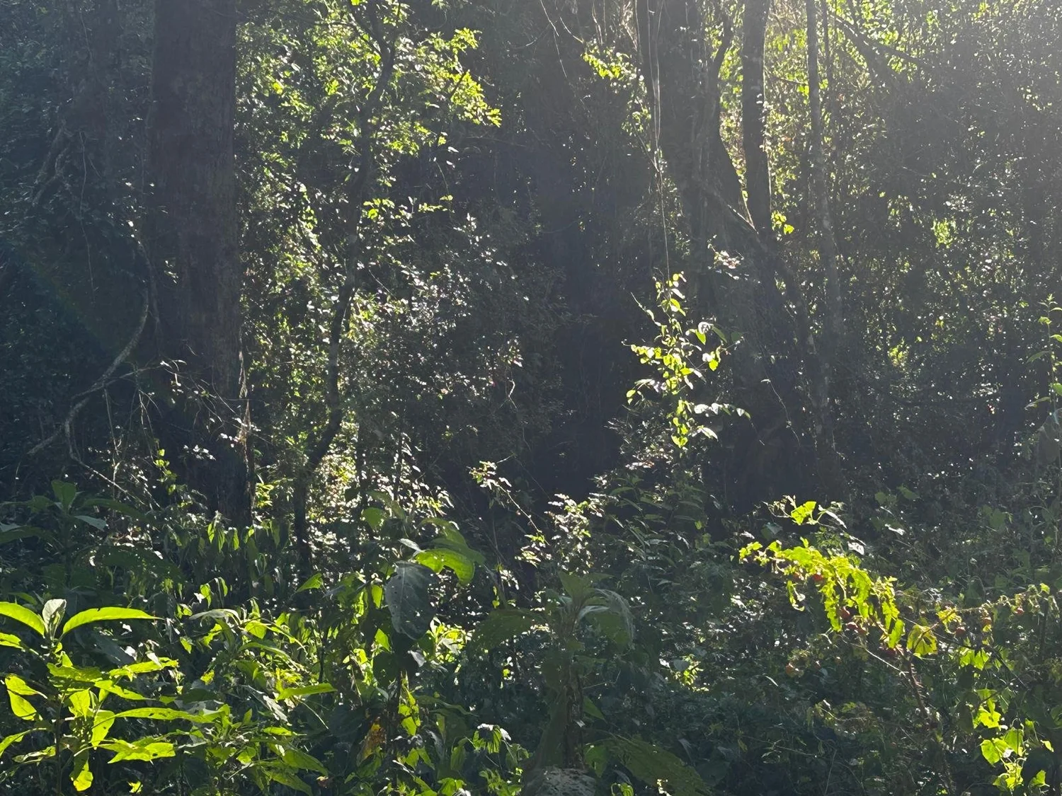 Trinidad: 4 ha – hermoso terreno en Barrio Santa María - 5