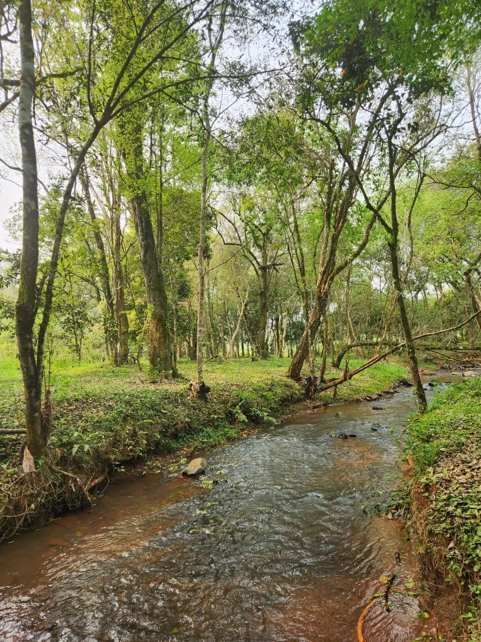 Trinidad: 1 ha – terreno natural único con vivienda en San Miguel, cerca de Hohenau - 7