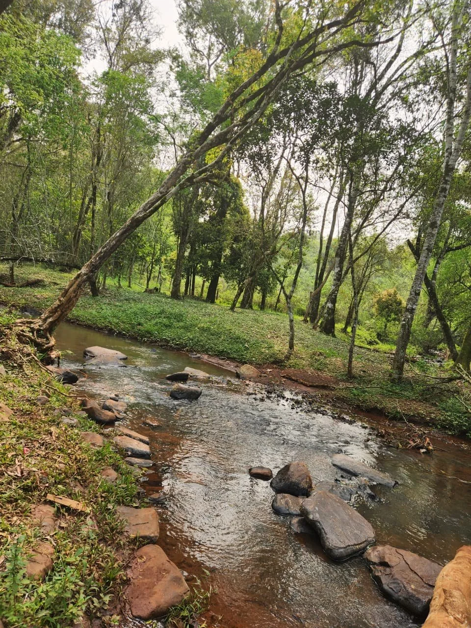 Trinidad: 1 ha – terreno natural único con vivienda en San Miguel, cerca de Hohenau - 8