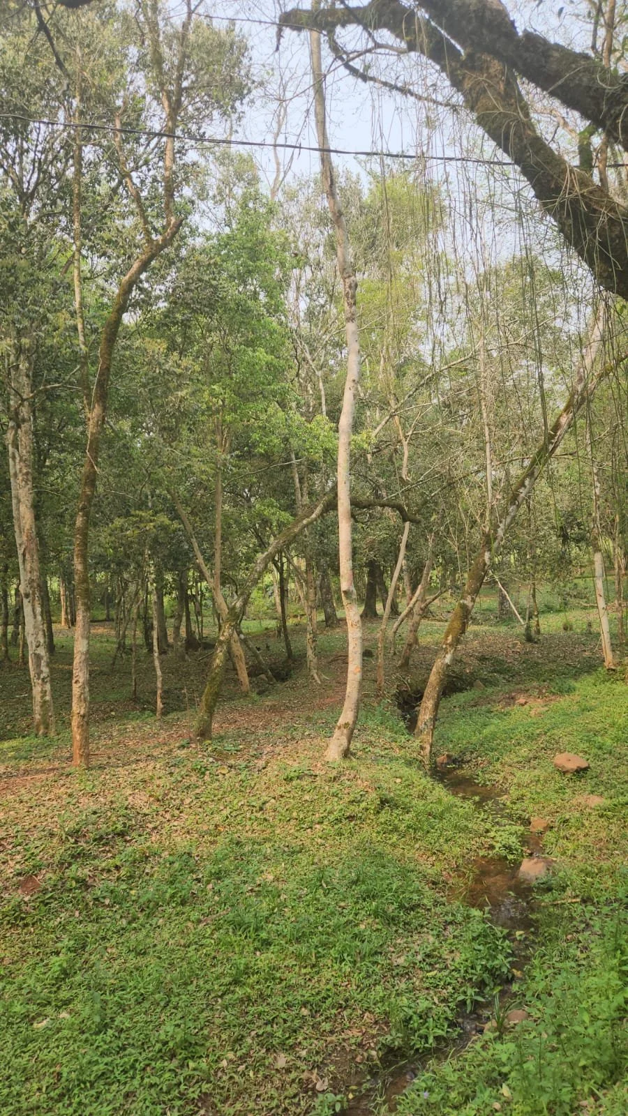 Trinidad: 1 ha – terreno natural único con vivienda en San Miguel, cerca de Hohenau - 11