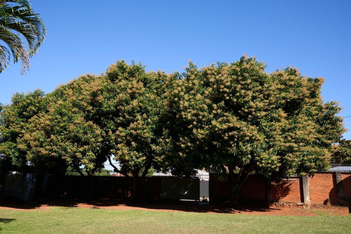 BEAUTIFUL PROPERTY OF 2920 M2 FOR SALE IN ÑEMBY, Asuncion - 13